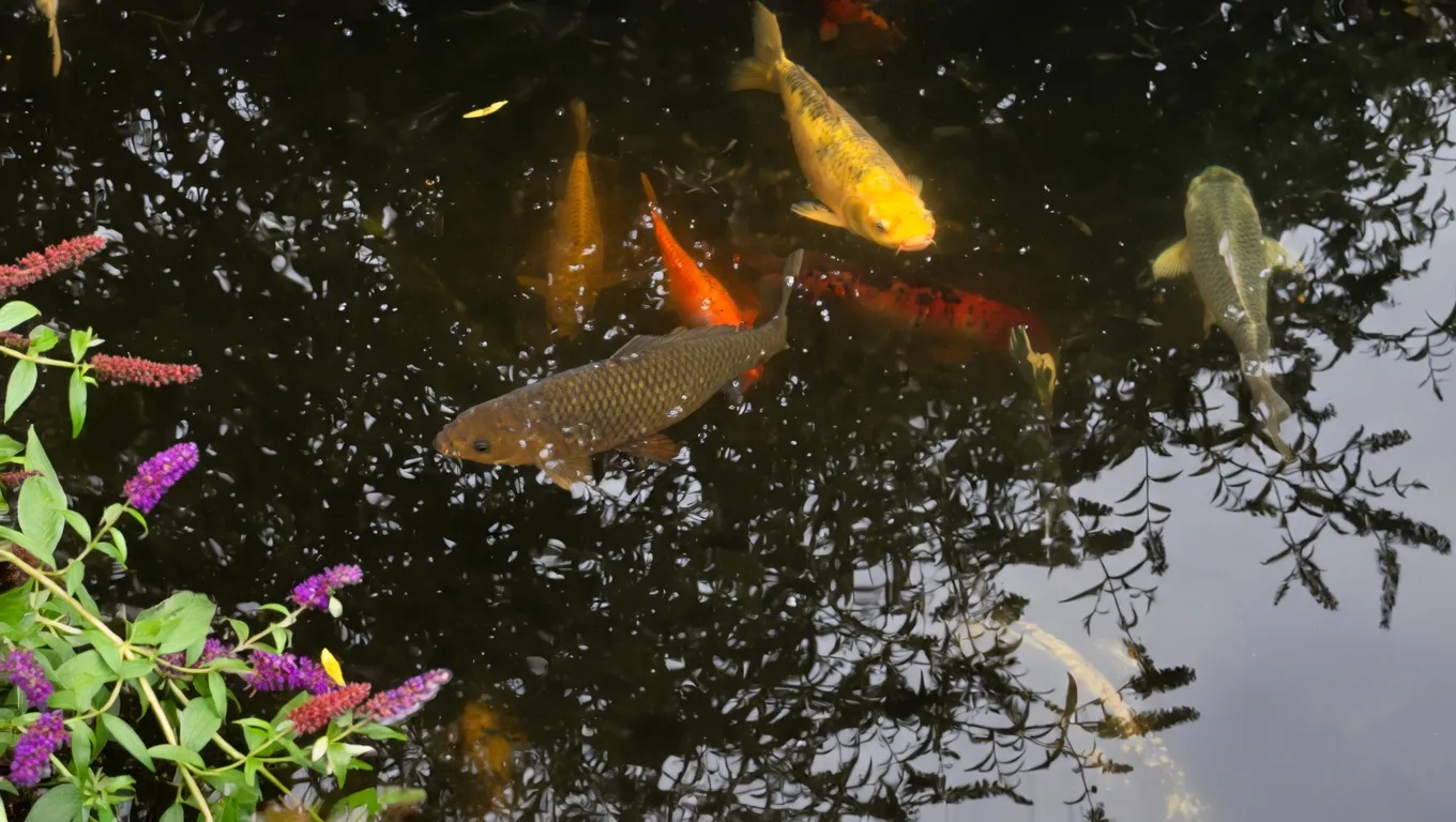 Koi fish at Koi's R Us CT in Seymour Connecticut