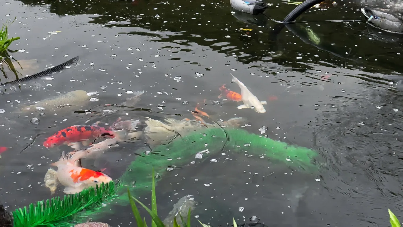 Beautiful koi fish bred by Koi's R Us CT