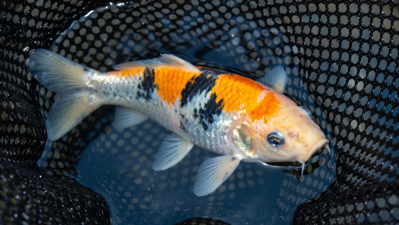Koi fish variety from Koi's R Us CT breeder